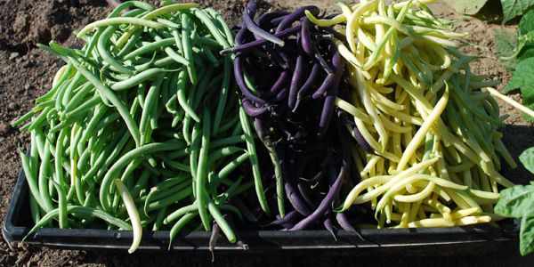 Green/Yellow String Beans Steamed (FMD)